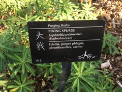 Euphorbia pekinensis