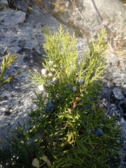 Juniperus pseudosabina