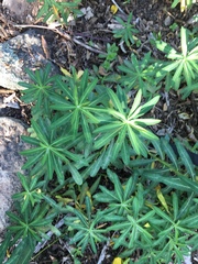 Euphorbia pekinensis