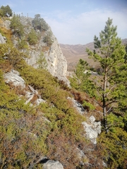 Juniperus pseudosabina