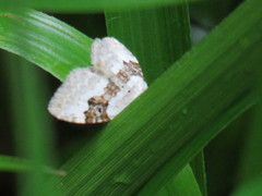 Xanthorhoe montanata