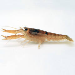 Procambarus incilis
