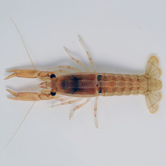 Procambarus incilis