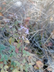 Ziziphora clinopodioides