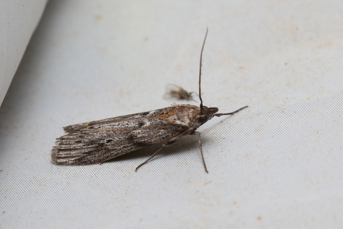 Phycide ample