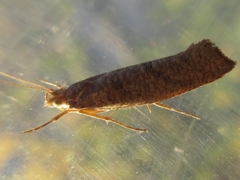 Ypsolopha parallela