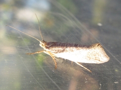 Ypsolopha parallela