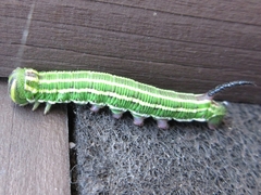 Sphinx morio arestus