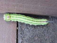 Sphinx morio arestus