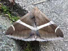 Bastilla arctotaenia