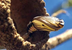 Phryganidia californica