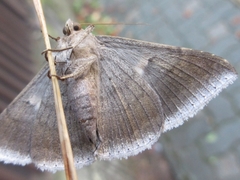 Bastilla arctotaenia