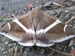 Bastilla arctotaenia