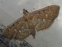 Herpetogramma rudis