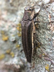 Agrilus macer