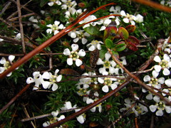 Pyxidanthera barbulata