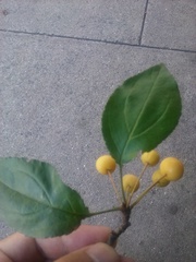 Malus hupehensis