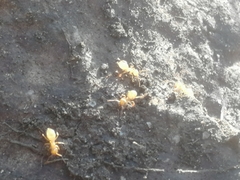 Lasius flavus