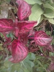 Iresine diffusa herbstii