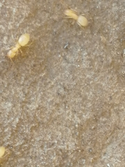 Lasius flavus