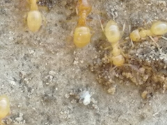 Lasius flavus