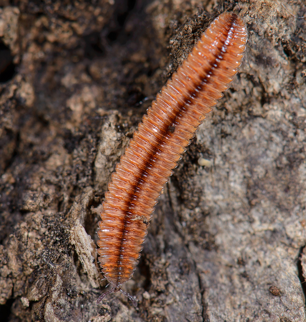 Octoglena bivirgata