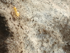 Lasius flavus