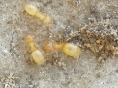 Lasius flavus