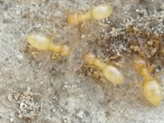 Lasius flavus