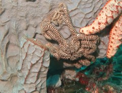 Conocladus australis