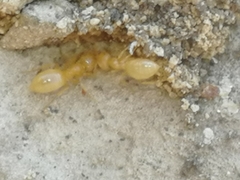 Lasius flavus