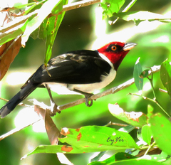 Paroaria gularis