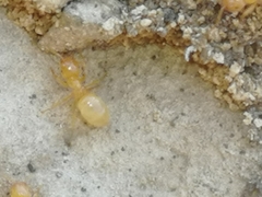 Lasius flavus