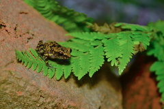 Eleutherodactylus leprus