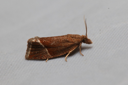Thiodia torridana