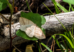 Petrophora subaequaria