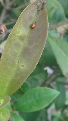 Argopistes coccinelliformis