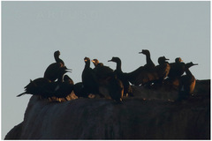 Phalacrocorax neglectus