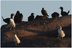 Phalacrocorax neglectus