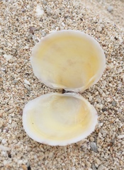 Scutarcopagia scobinata