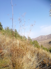 Peucedanum morisonii