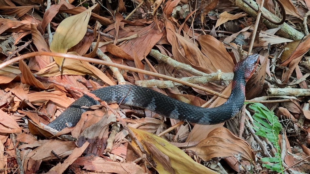 Orange-lipped Keelback (Rhabdophis flaviceps)