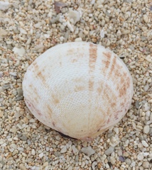 Scutarcopagia scobinata