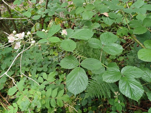 Newton's Trefoil Bramble (Rubus newtonii)