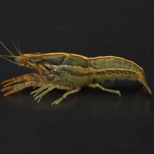 Brazoria Crayfish