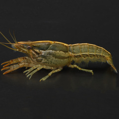 Procambarus brazoriensis