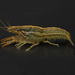 Procambarus brazoriensis - Photo 由 Dan Johnson 所上傳的 (c) Dan Johnson，保留部份權利CC BY