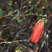 Darwinia hypericifolia - Photo (c) Joey Santore,  זכויות יוצרים חלקיות (CC BY-NC), הועלה על ידי Joey Santore