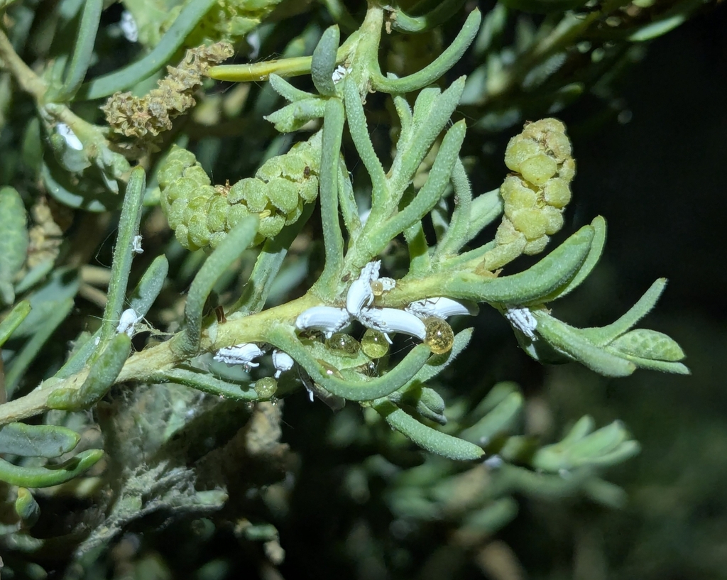 Praelongorthezia sarcobati