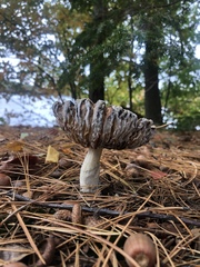 Hypomyces armeniacus